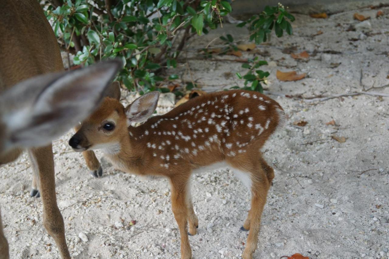 Deer Run On The Atlantic Bed and Breakfast Big Pine Key Eksteriør billede